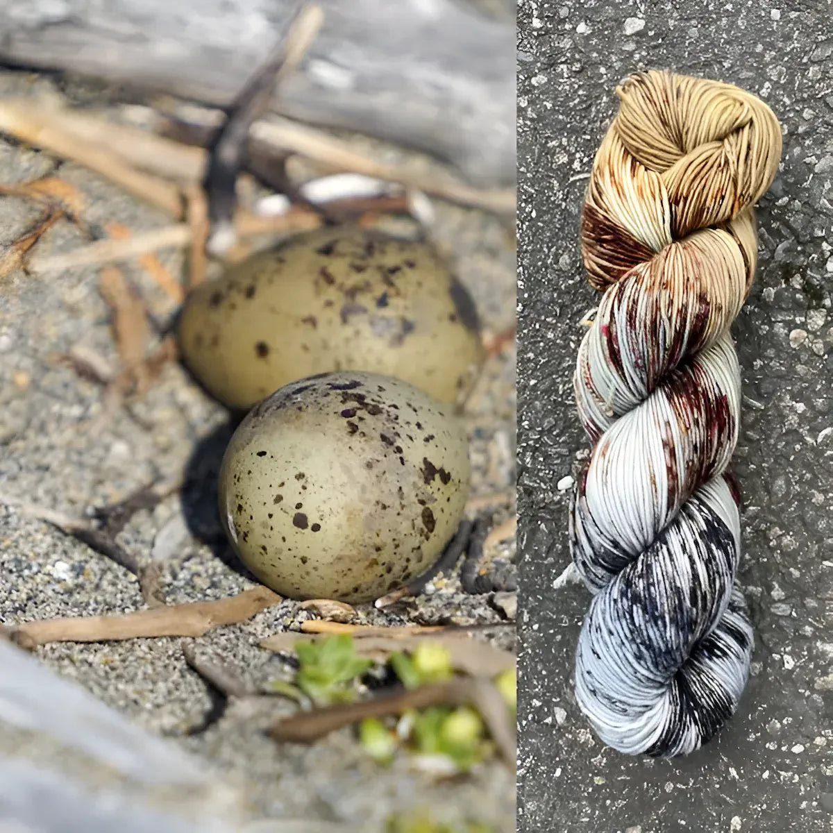 Arctic Tern Eggs - Superwash Merino Spruce Fingering Yarn