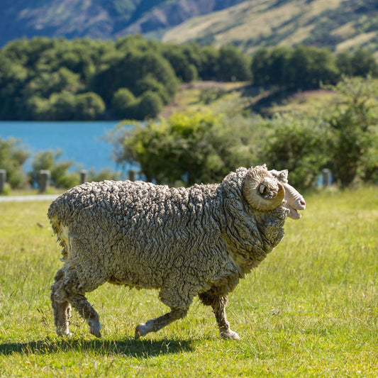 Paradise Fibers Premium Superfine Merino Top - 18.5 Micron