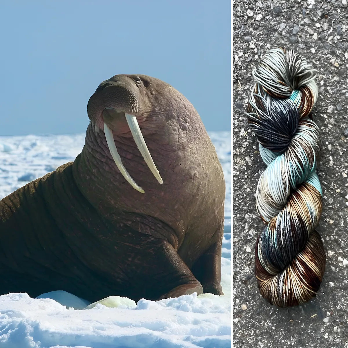 Walrus - Superwash Merino Spruce Fingering Yarn