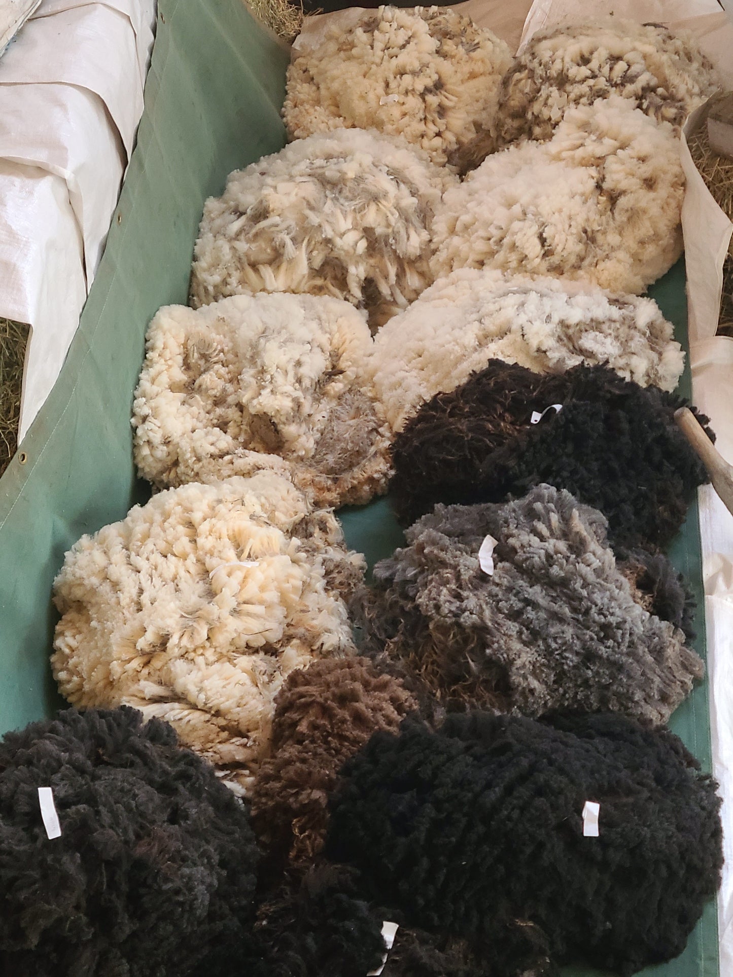Local Raw Targhee Lamb Fleece - Orange Pansy - 2.9 lbs (Amiable Acres)