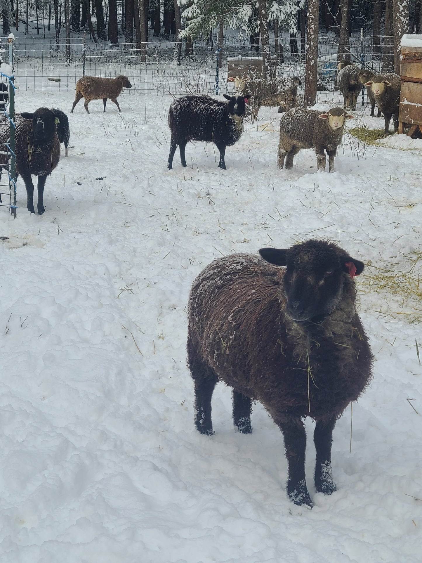 Local Raw Targhee Fleece #19 - 3.2 lbs (Amiable Acres)