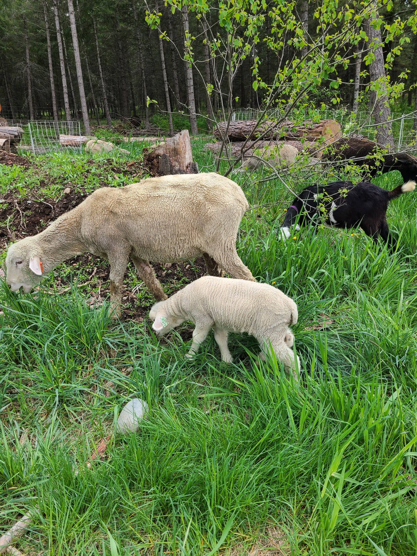 Local Raw Targhee Lamb Fleece - Skitters - 1.9 lbs (Amiable Acres)
