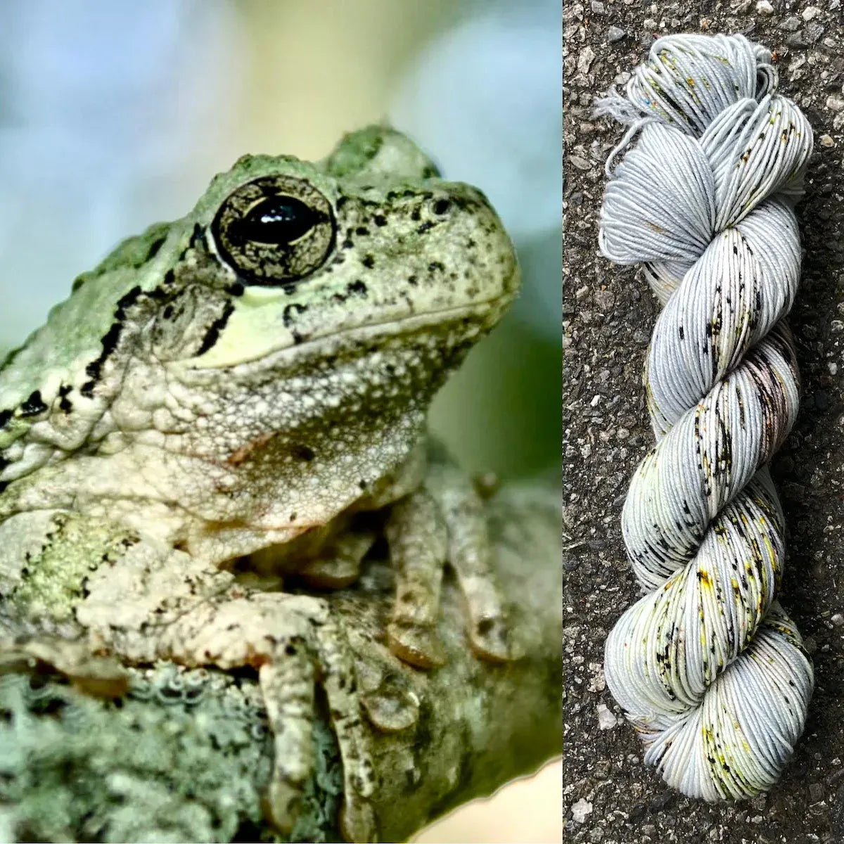 Eastern Gray Tree Frog - Superwash Merino Spruce Fingering Yarn
