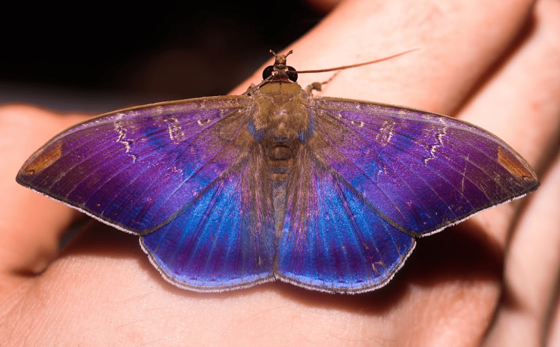 Multi Merino Wool Blend - Erebid Moth - Paradise Fibers