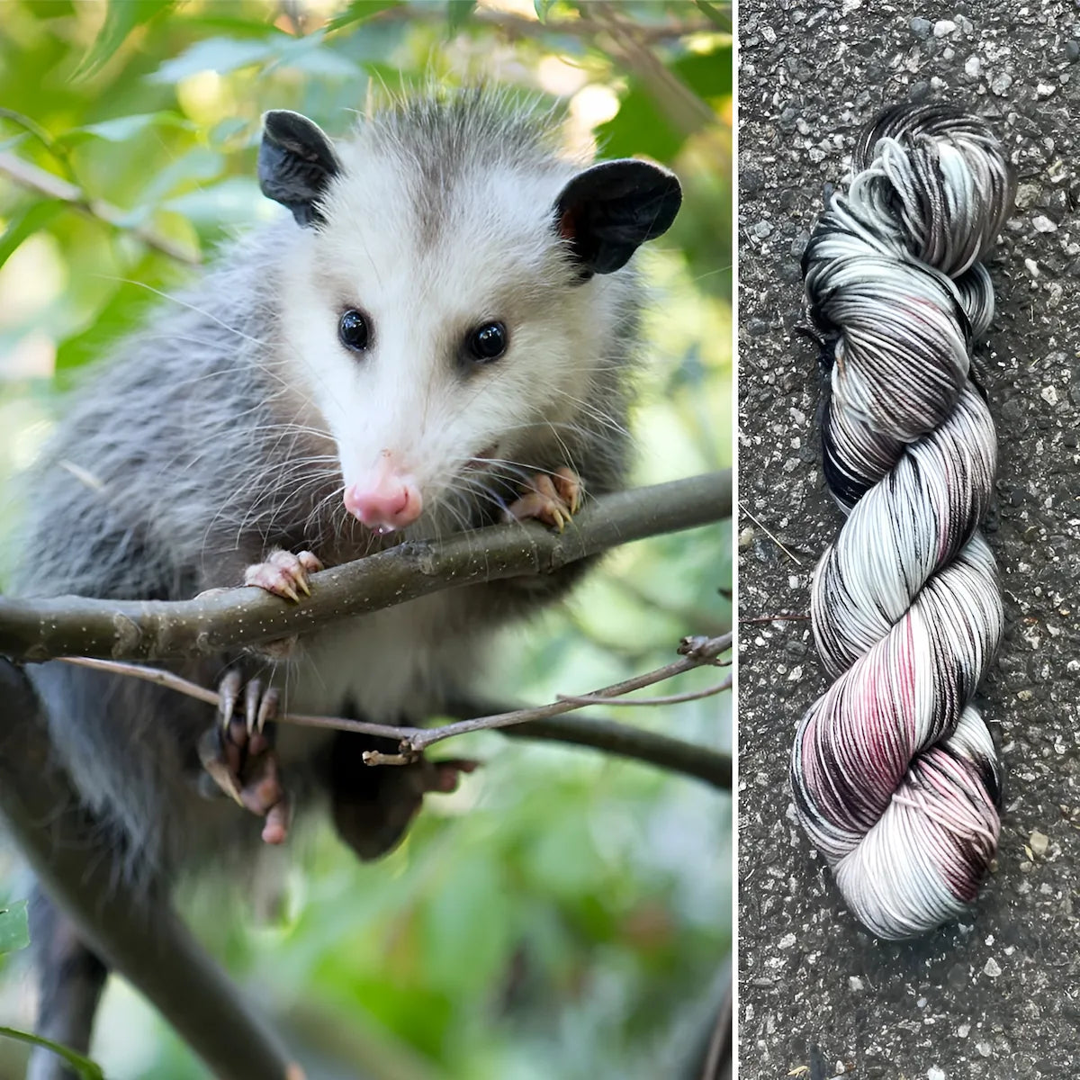 Opossum - Superwash Merino Spruce Fingering Yarn