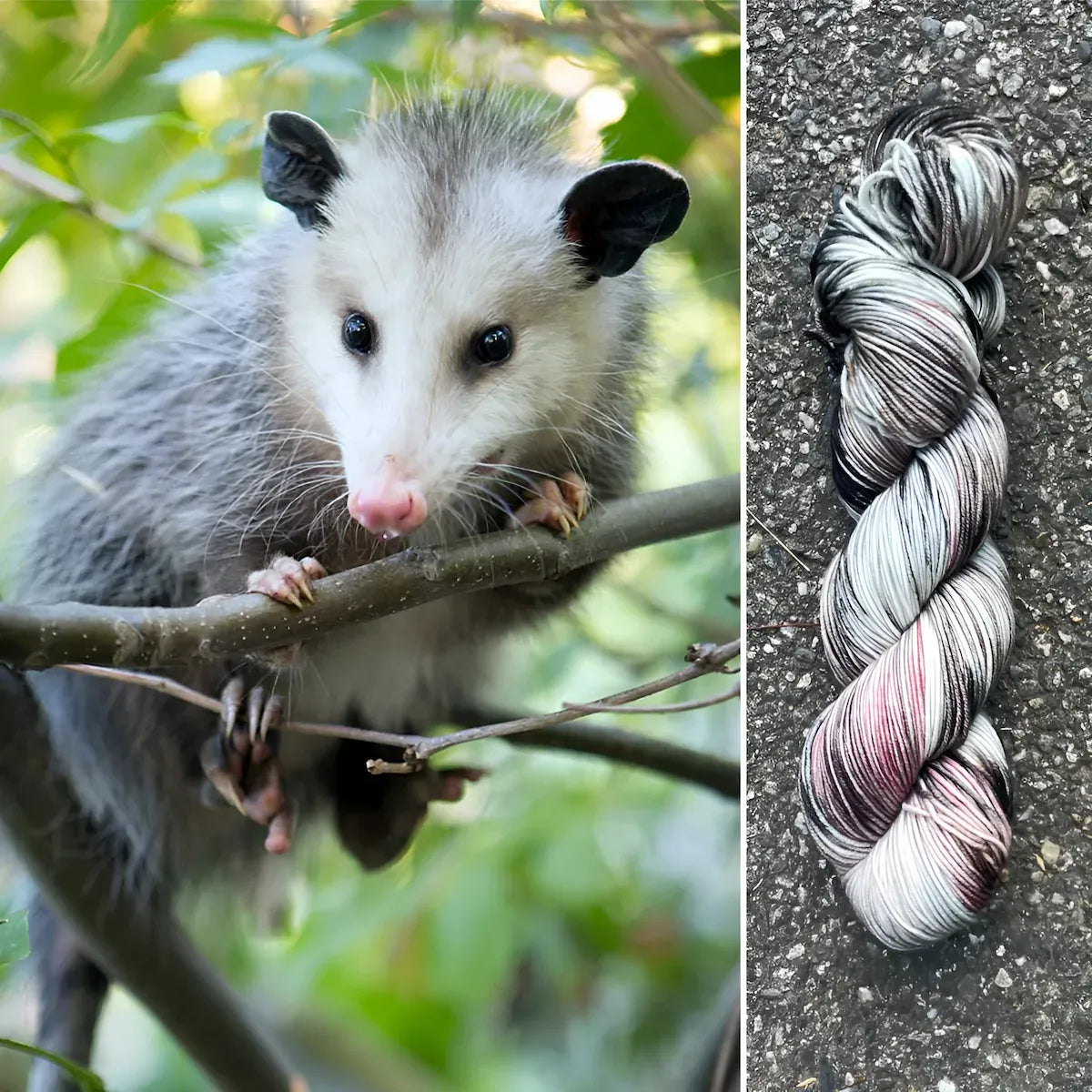 Opossum - Superwash Merino Spruce Fingering Yarn