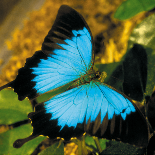 Paradise Fibers | Ulysses Butterfly Merino Bamboo Blend - Paradise Fibers