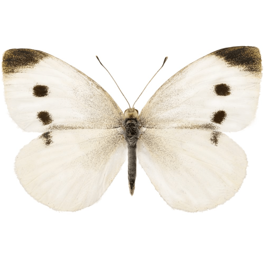 Paradise Fibers | White Cabbage Moth Tweed Blend - Paradise Fibers