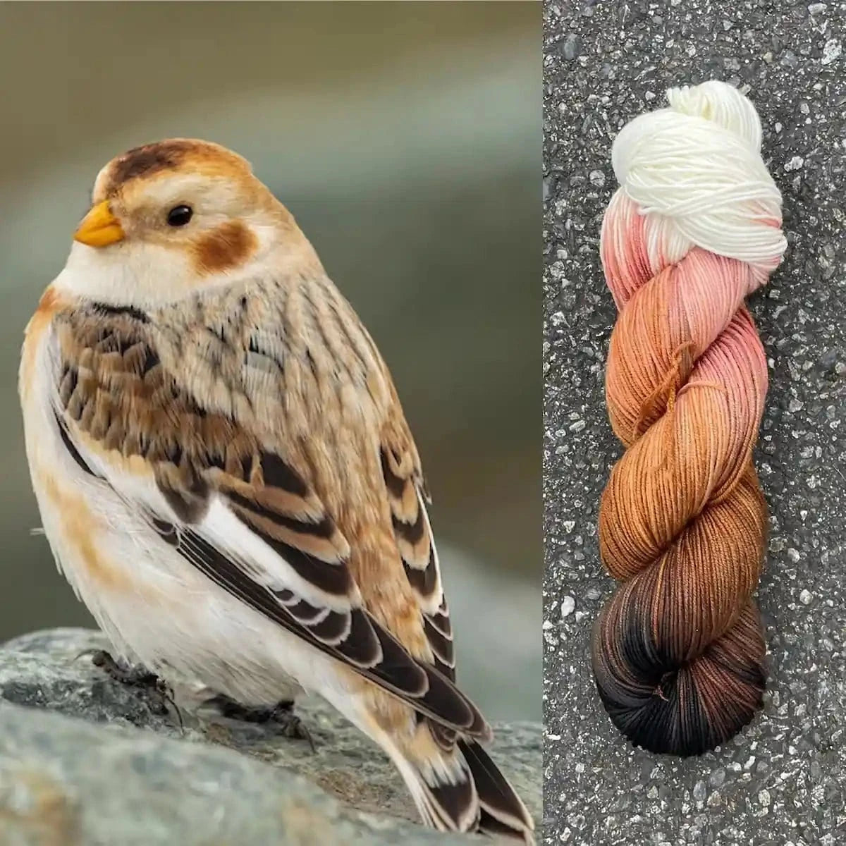 Snow Bunting - Superwash Merino Spruce Fingering Yarn