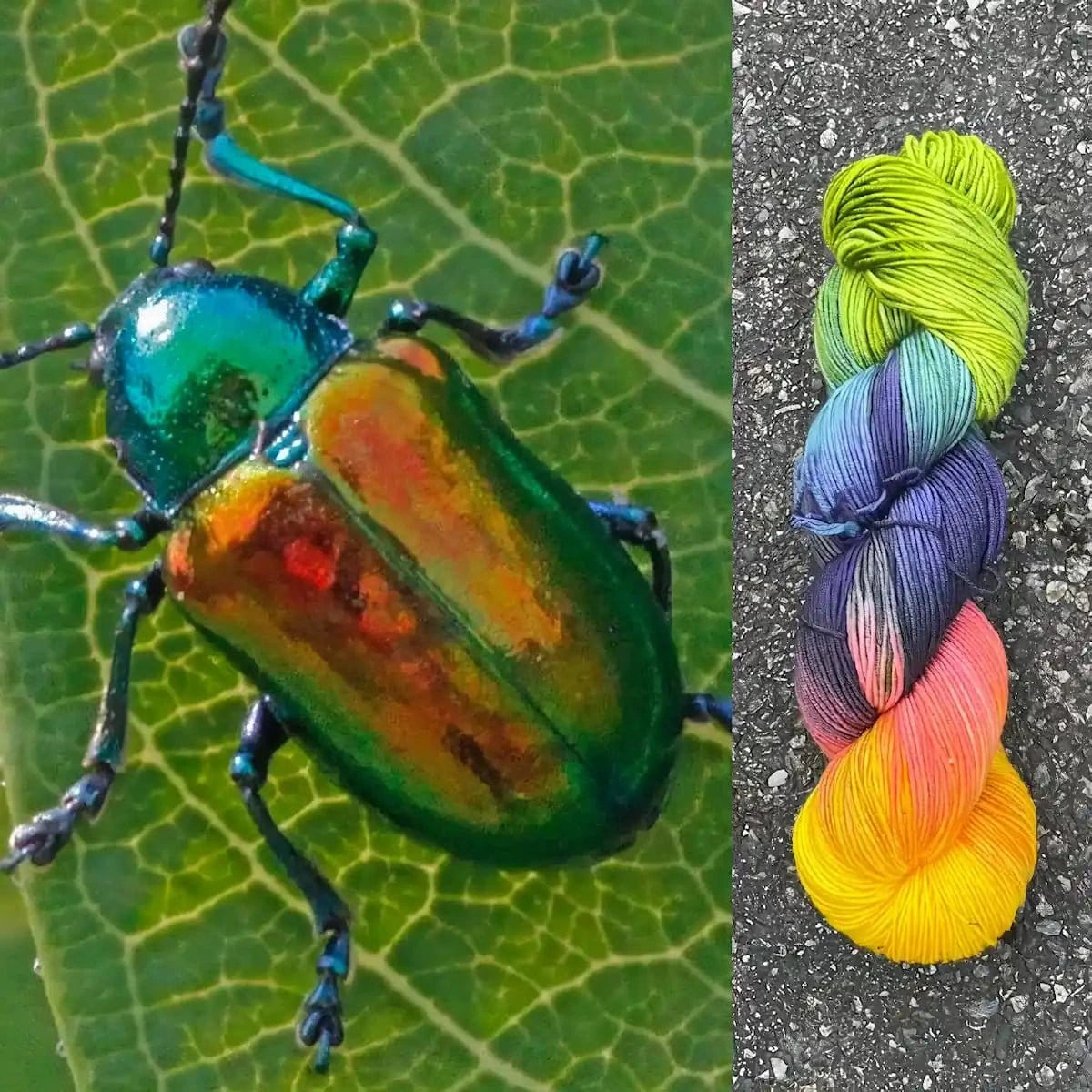 Dogbane Beetle - Superwash Merino Spruce Fingering Yarn