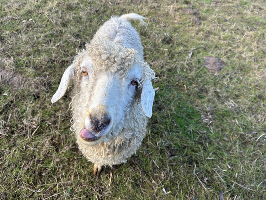 Graci White Local Angora Goat Batts