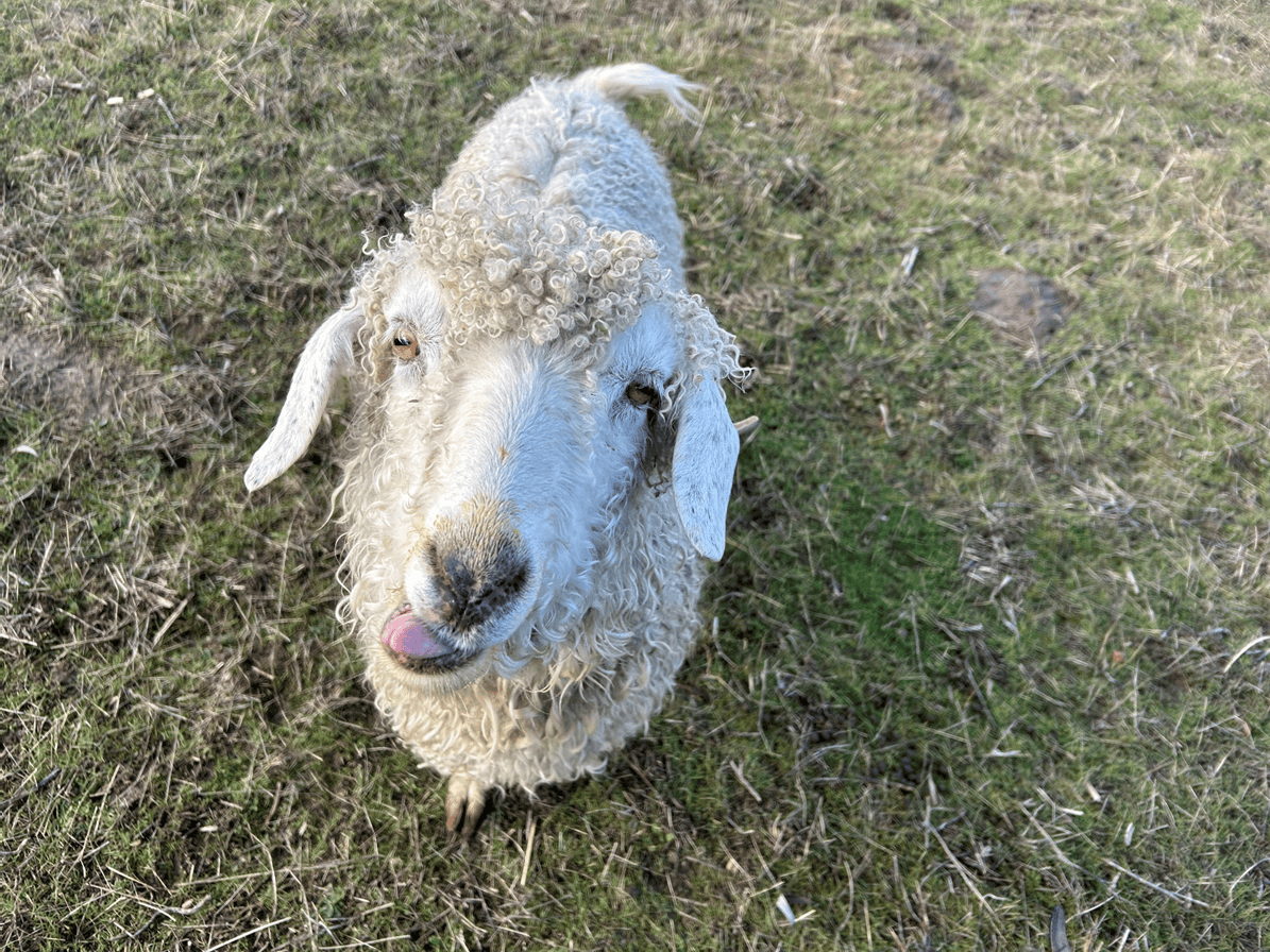 Graci White Local Angora Goat Batts