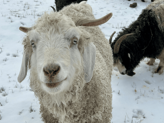 Jordon White Local Cashgora Batts