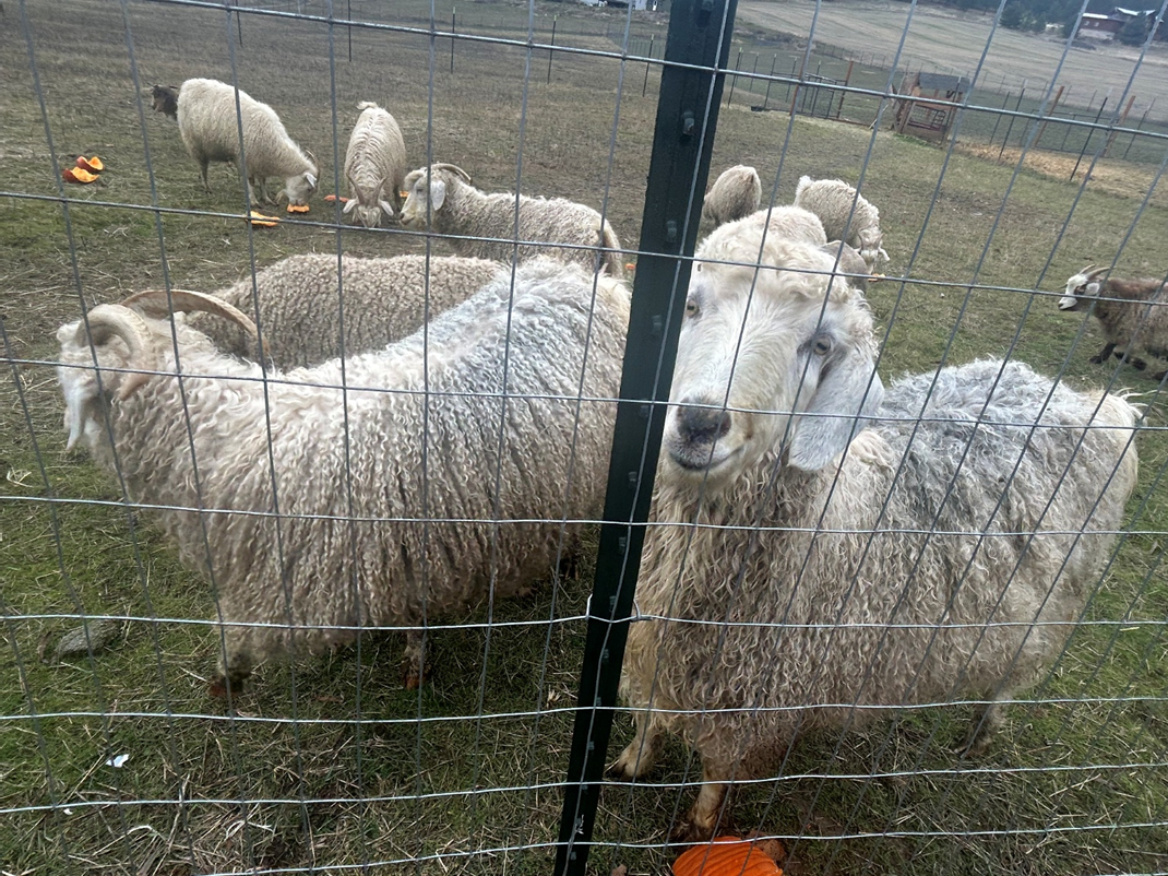 Smokey Jo White Local Cashgora Batts