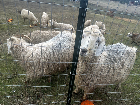 Smokey Jo White Local Cashgora Batts