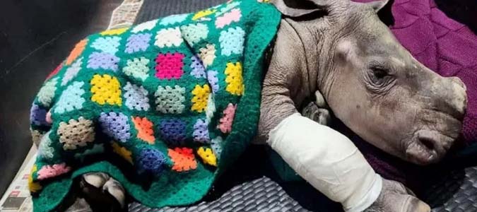 The Ewenice Report: Previous Issue - Paradise Fibers