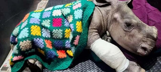 The Ewenice Report: Previous Issue - Paradise Fibers