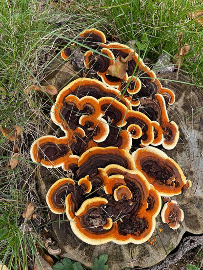 Natural Dyeing Class with Justin | Madder Root, Mushrooms, and Gardenia Pods