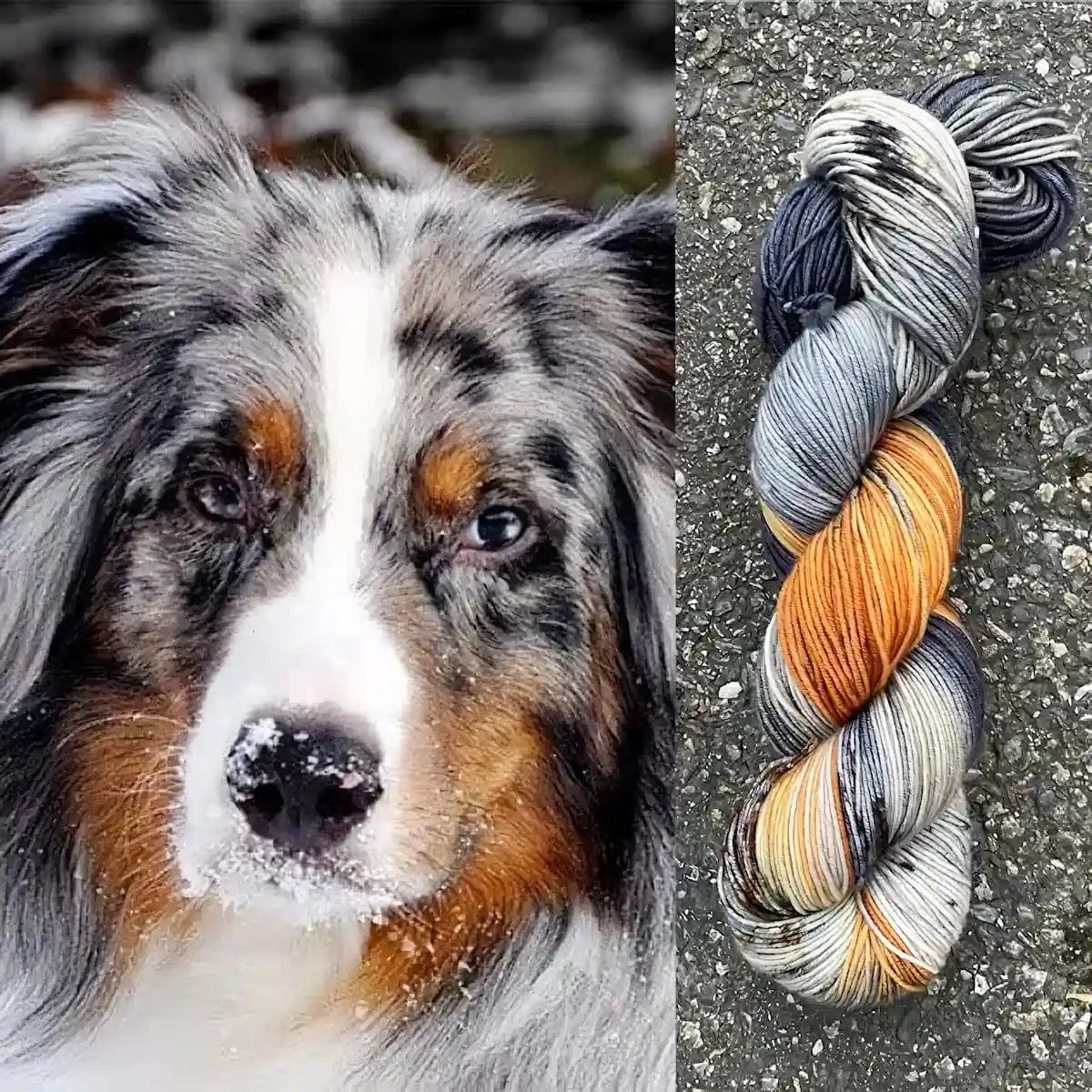 Australian Shepherd & hand-dyed yarn