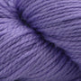 18 Violet Tulip