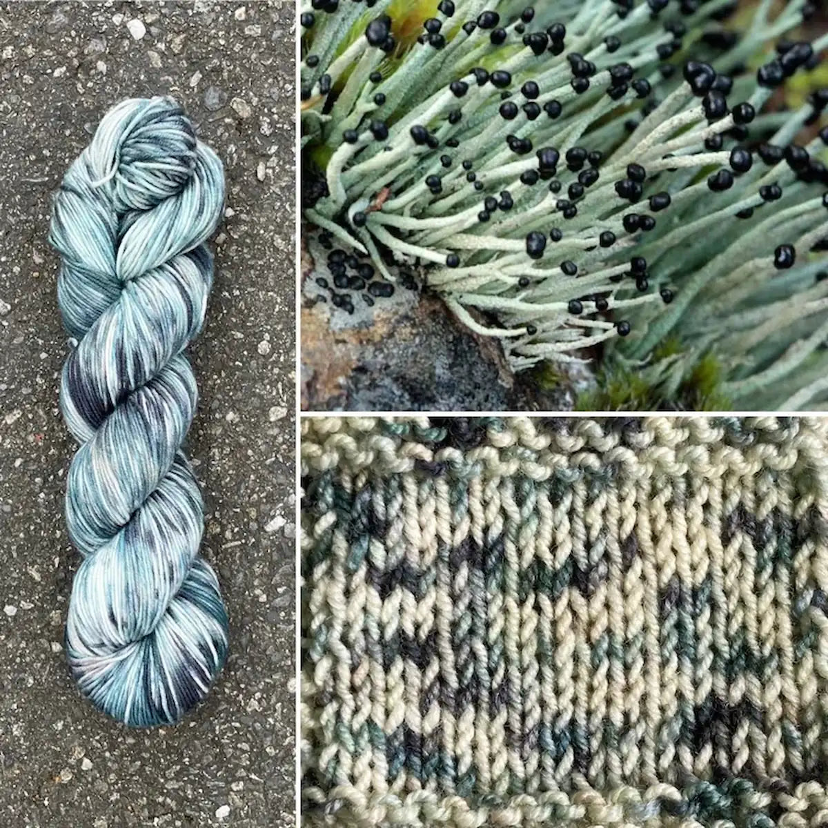 Devil's Matchstick Lichen - Superwash Merino Spruce Fingering Yarn