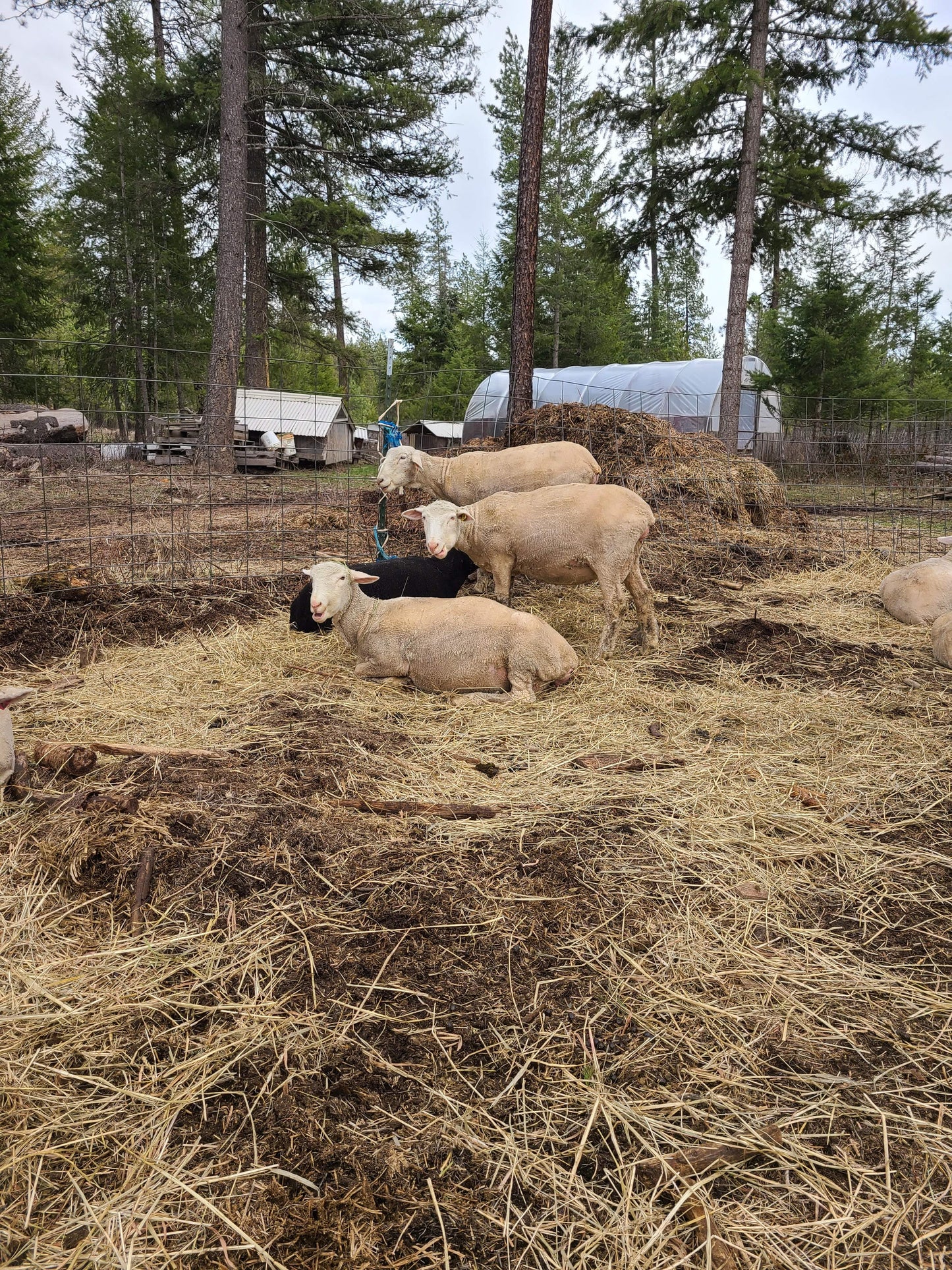 Local Raw Targhee Fleece #17 - 4 lbs (Amiable Acres)