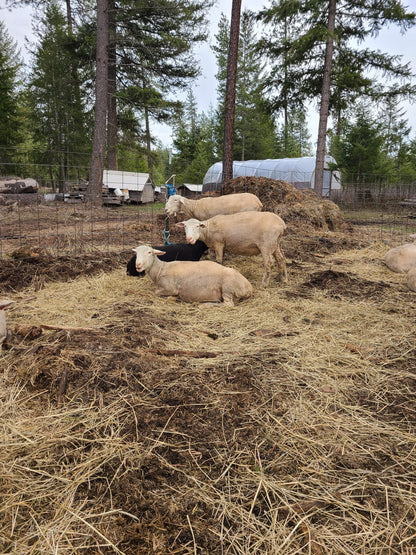 Local Raw Targhee Fleece #17 - 4 lbs (Amiable Acres)