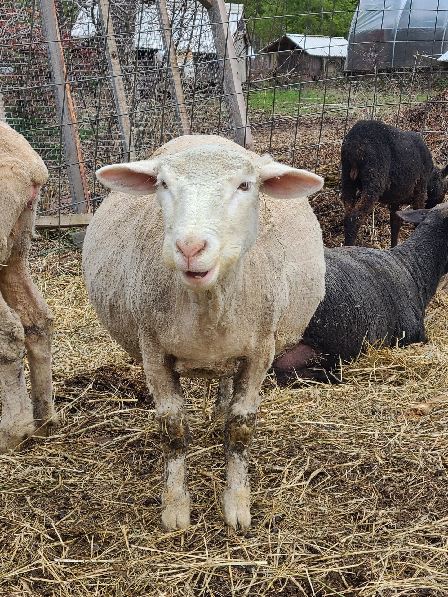 Local Raw Targhee Lamb Fleece – Orange Pansy – 2.9 lbs