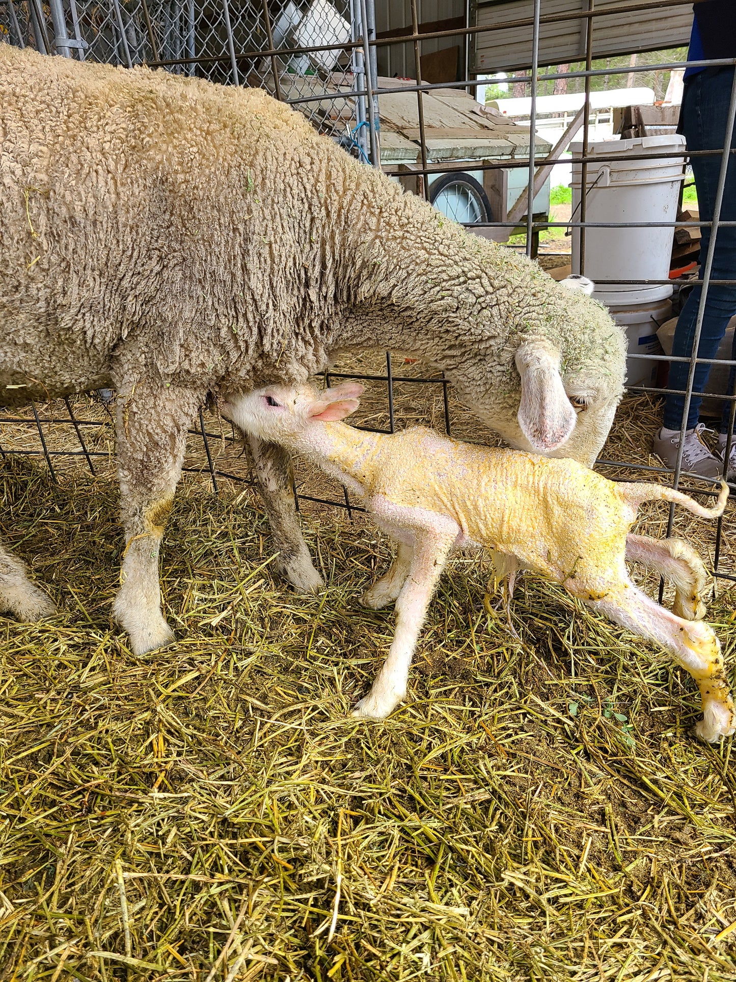 Local Raw Targhee Lamb Fleece - Orange Pansy - 2.9 lbs (Amiable Acres)