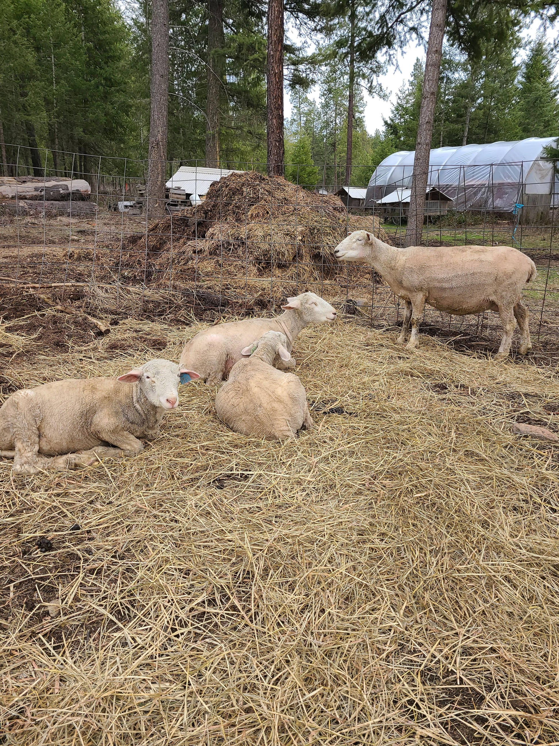 Local Raw Targhee Lamb Fleece – Skitters – 1.9 lbs