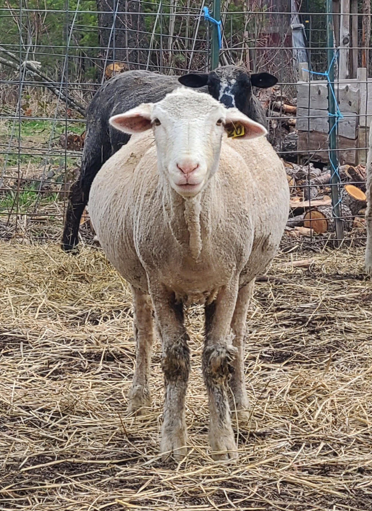 Local Raw Targhee Fleece #20 – 4 lbs