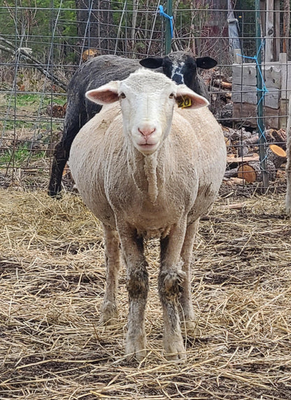 Local Raw Targhee Fleece #20 – 4 lbs