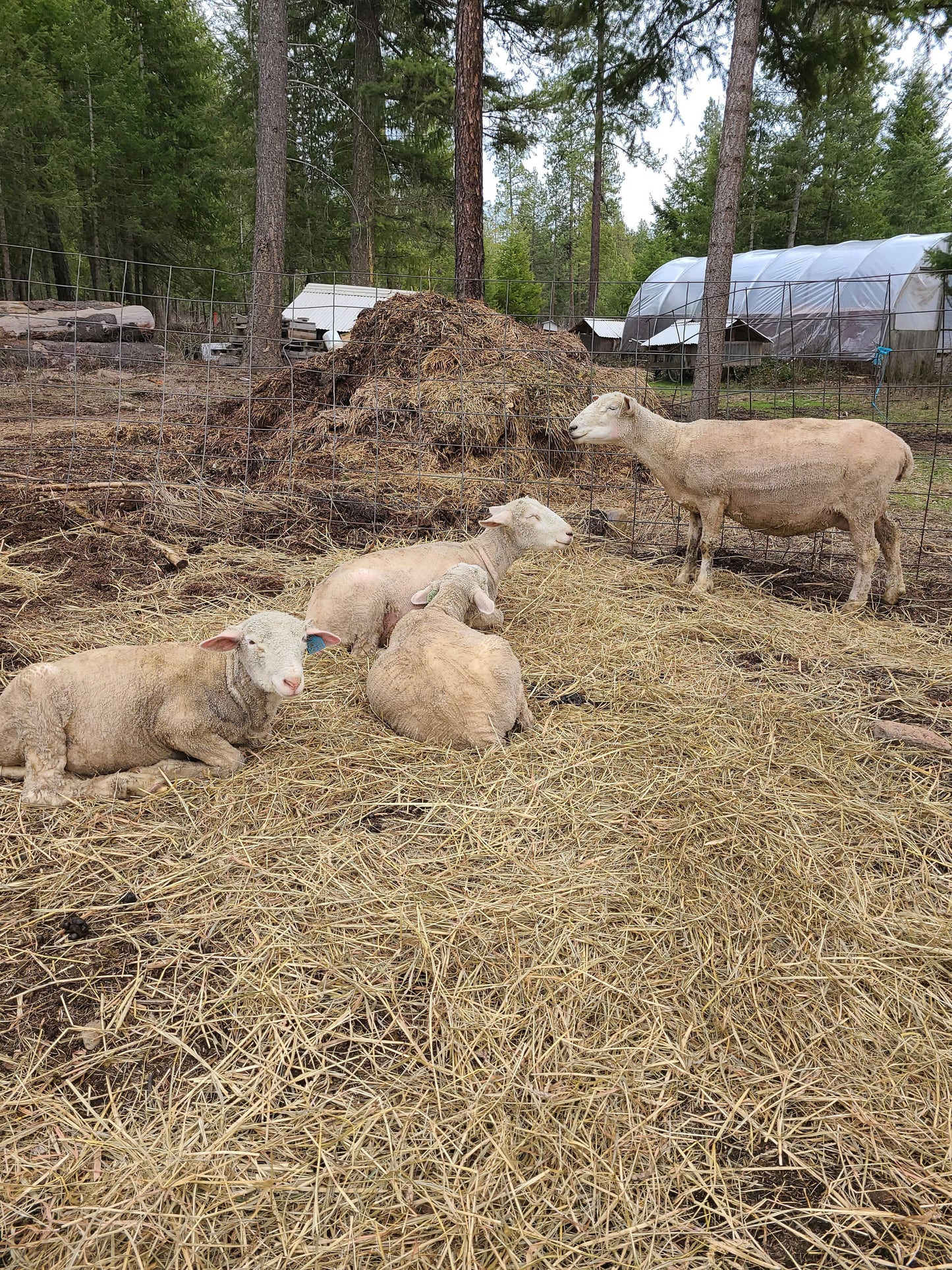 Local Raw Targhee Lamb Fleece - Skitters - 1.9 lbs (Amiable Acres)