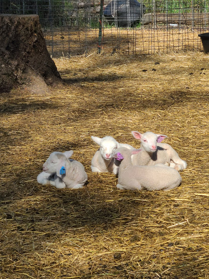 Local Raw Targhee Lamb Fleece - Orange Pansy - 2.9 lbs (Amiable Acres)