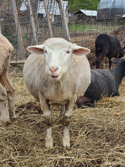 Local Raw Targhee Lamb Fleece - Orange Pansy - 2.9 lbs (Amiable Acres)
