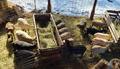 Local Raw Targhee Fleece #18 - 3.9 lbs (Amiable Acres)