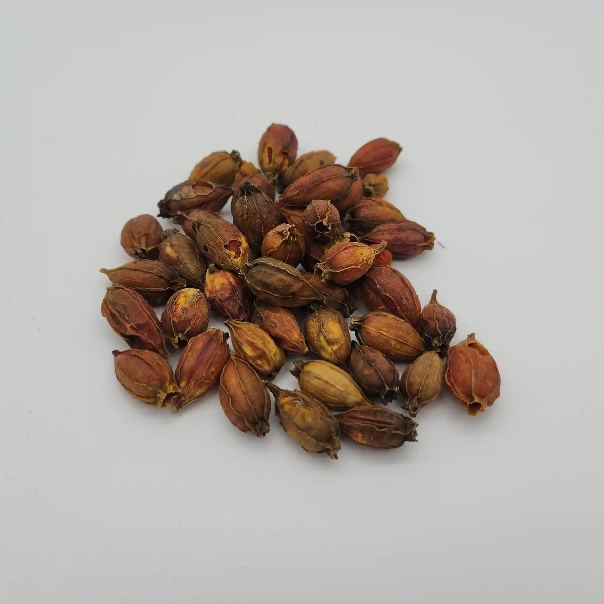 Whole dried gardenia pods, the orange-red ribbed fruit used for natural yellow dye