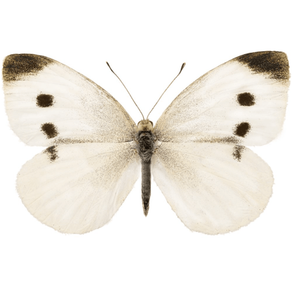 Paradise Fibers | White Cabbage Moth Tweed Blend - Paradise Fibers