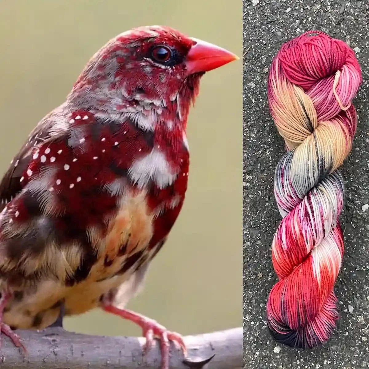 Round Mountain Fibers | Alder Fingering - Paradise Fibers