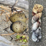 Arctic Tern Eggs