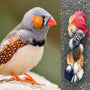 Zebra Finch