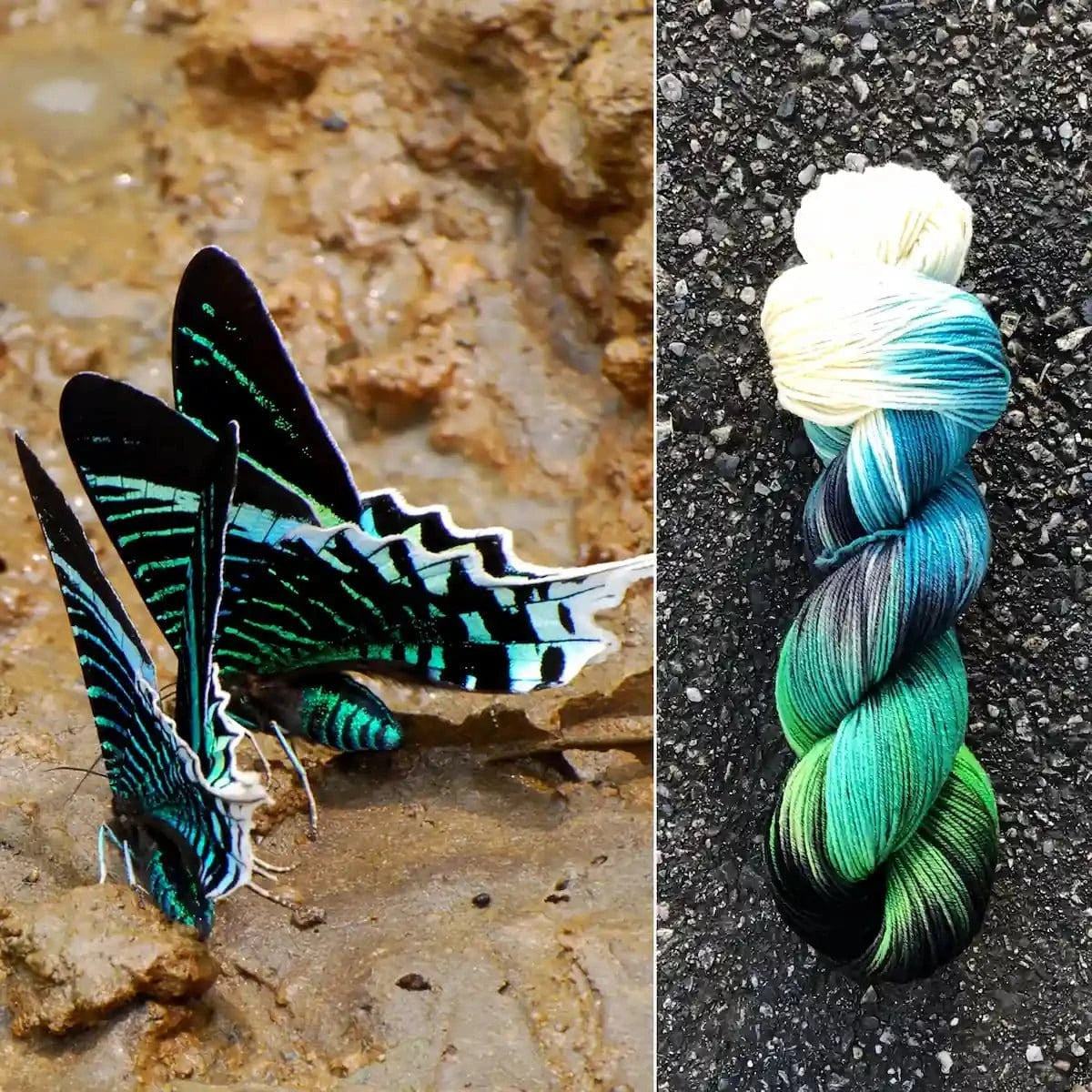 Round Mountain Fibers | Spruce Fingering Colorways - Paradise Fibers