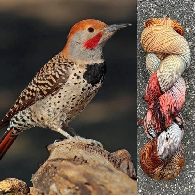 Gilded Flicker - Superwash Merino Spruce Fingering Yarn