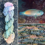 Bleeker's Parrotfish