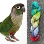 Conure