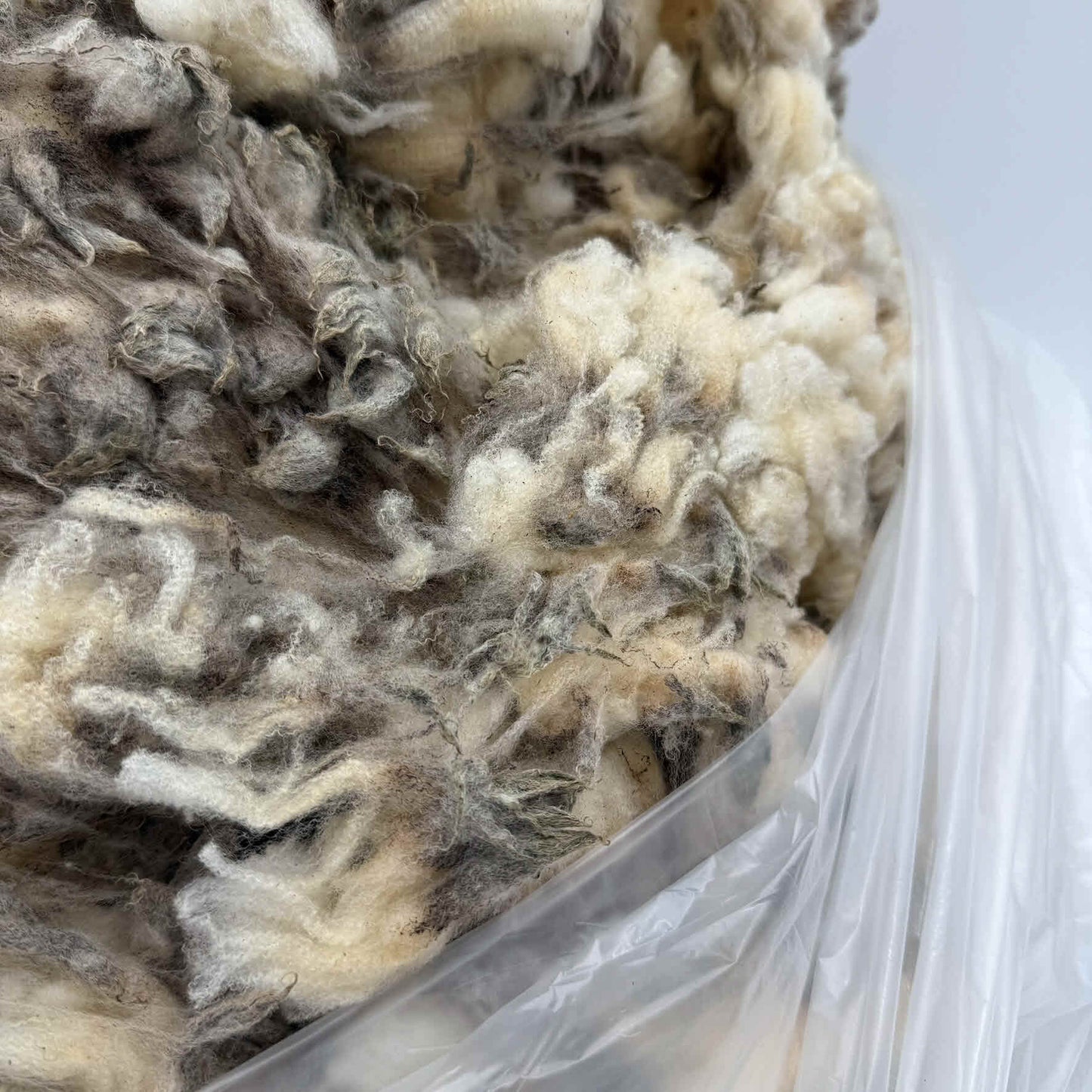 Local Raw Targhee Lamb Fleece - Orange Pansy - 2.9 lbs (Amiable Acres)