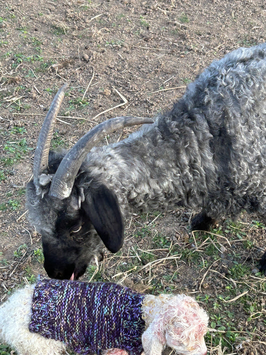 Gloria Black Local Angora Goat Batts