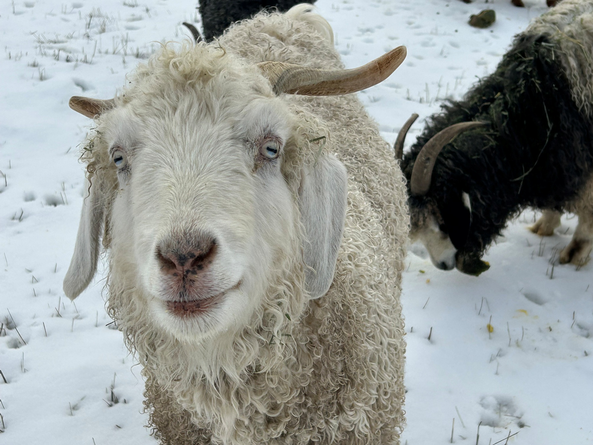 Jordon White Local Cashgora Batts