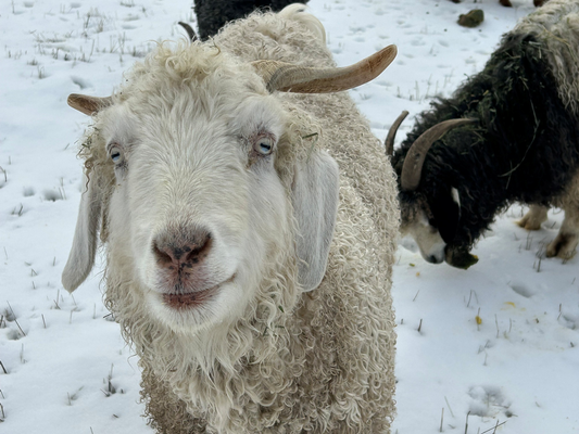 Jordon White Local Cashgora Batts