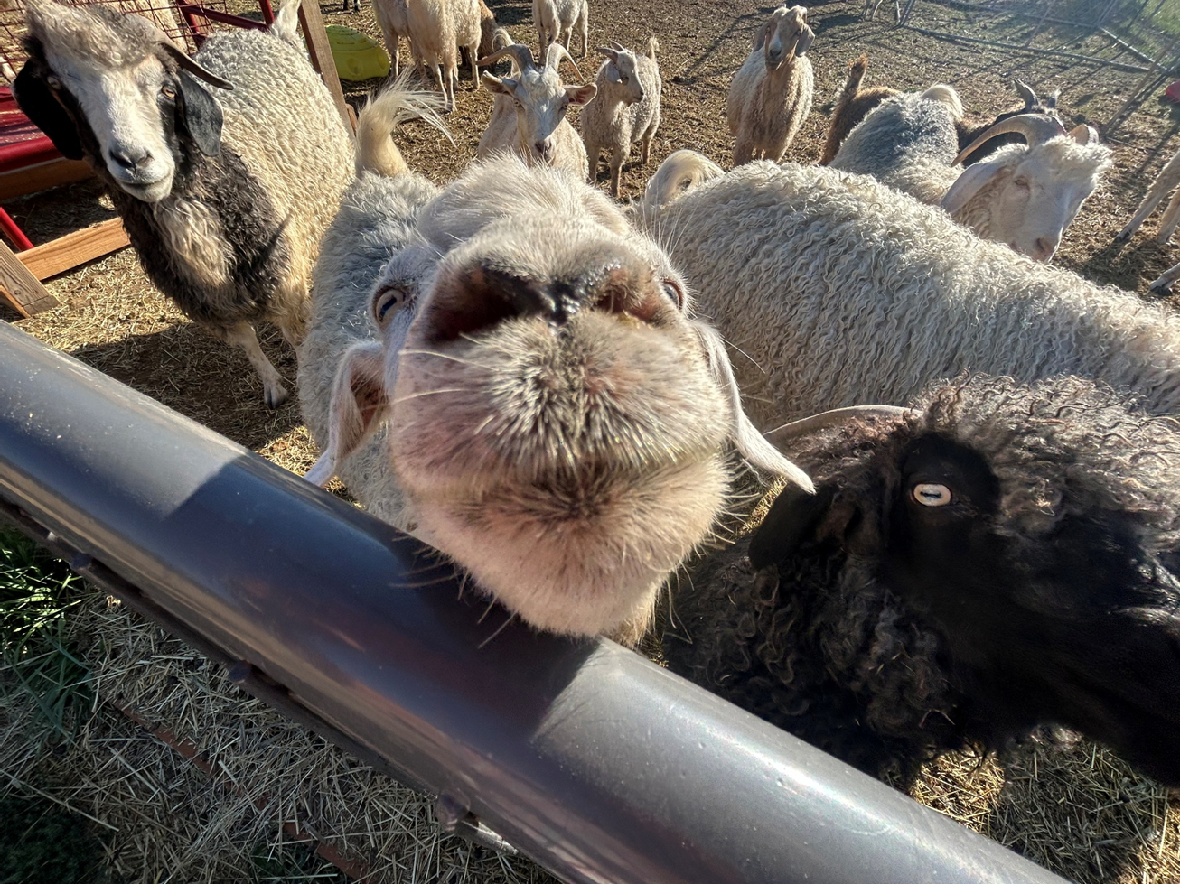 Jordon White Local Cashgora Batts